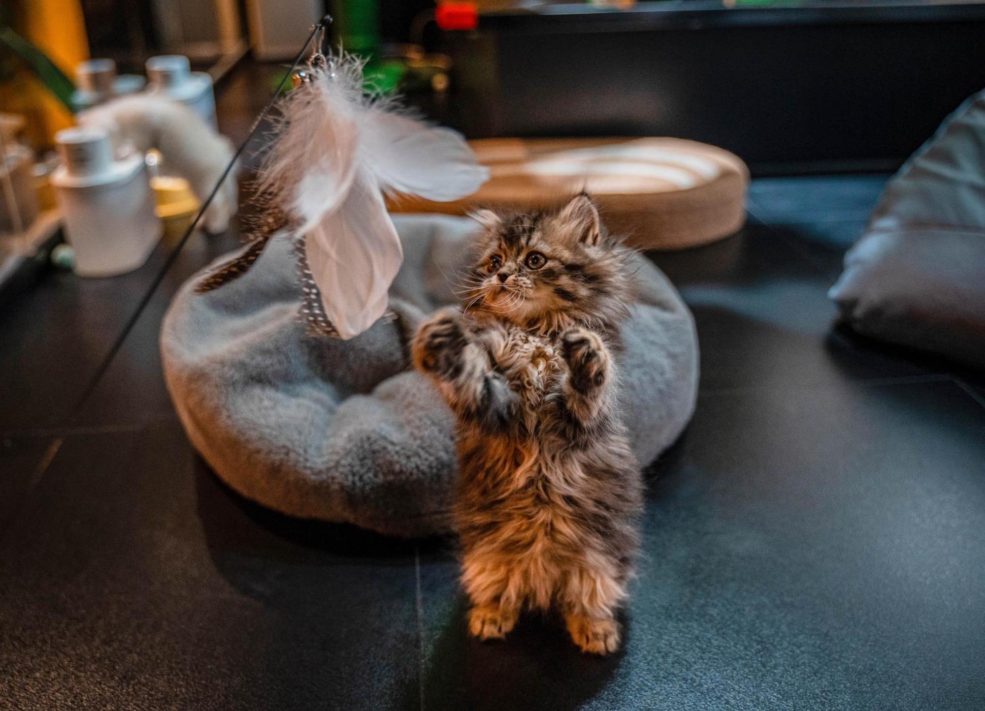 Hesu Designer Hotel & Suites -Near Xi'An Drum Tower And Yongning Gate -Free Laundry Luggage Storage -Kitty Cafe With Freshly Ground Coffee -24H Front Desk -English Service Екстериор снимка